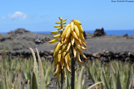 Aloe Vera bloemen
