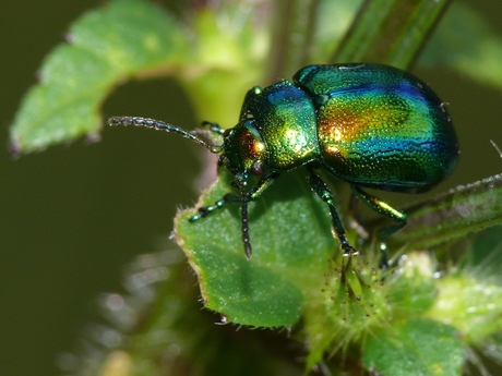 Chrysolina fastuosa