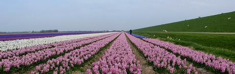 Hyacinten veld op Tezel.