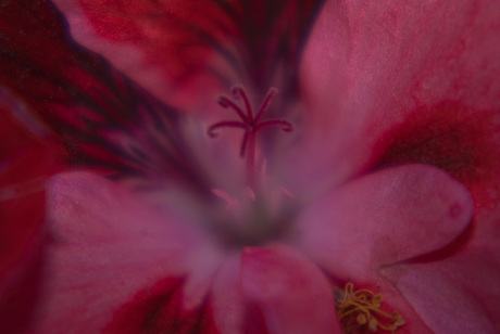 Onbewerkte close-up van een bloem