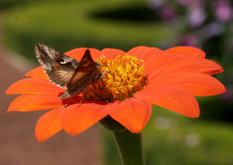 vlinder.4.jpg