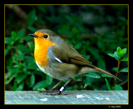 Robin, mijn vogelvriendje