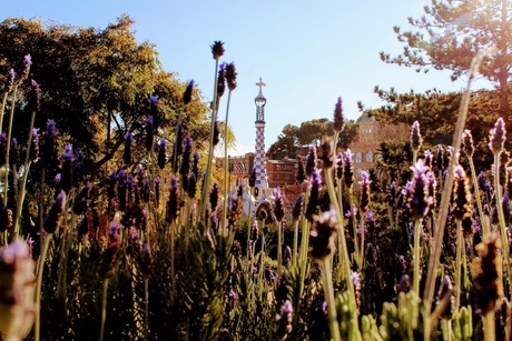 Parc Guell Lavendel