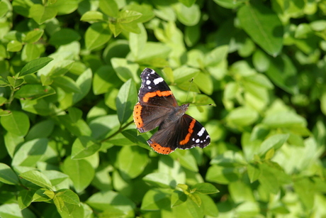 Vlinder op heg