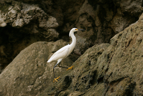 Walking Bird