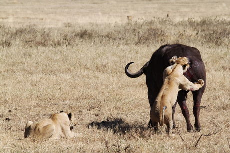 Leeuwen versus Buffels