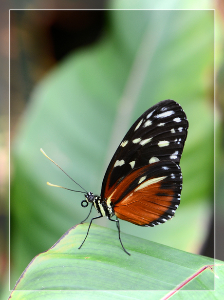Heliconius hecale