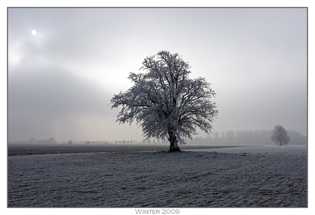 Bomen