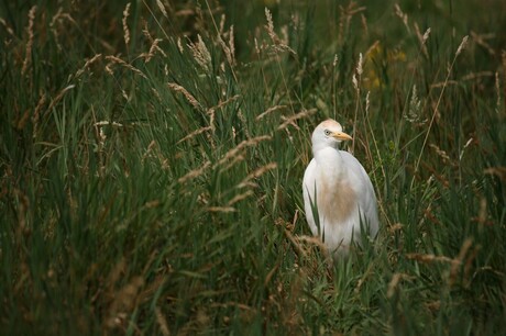 koereiger(?)