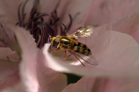 Zweefvliegje op Clematis