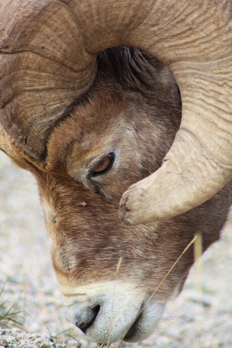 Bighorn Sheep