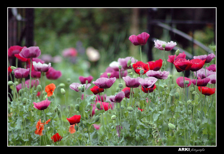 Papaver colors