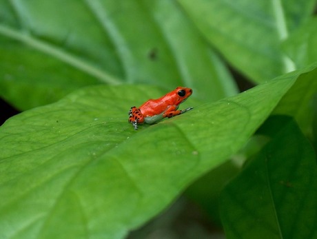 Red frog