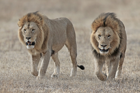 Ngorongoro lions.jpg