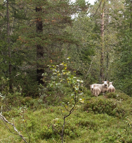 Ben niet bang voor de wilde dieren