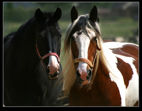 Paarden