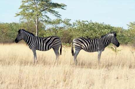 Zebras na ruzie...
