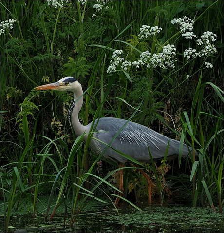 REIGER