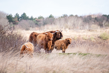 Familie