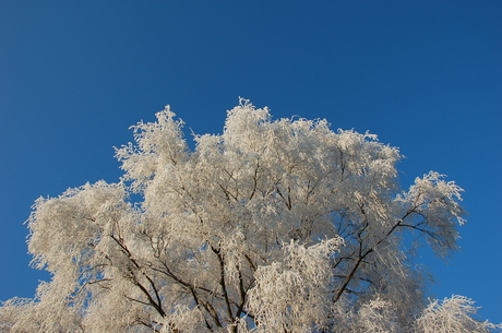 Goffertpark by winter