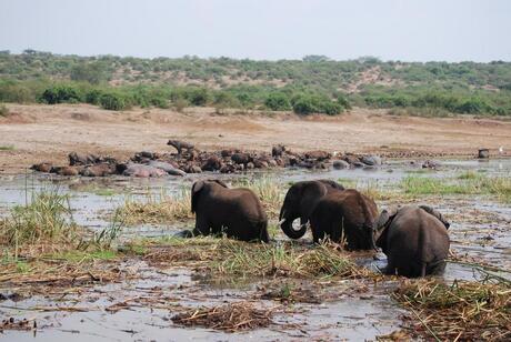 Kazinga Channel Olifanten Buffels Nijlpaarden