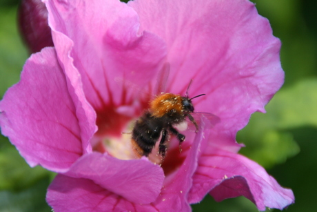 roze Hibiscus met Hommel 01