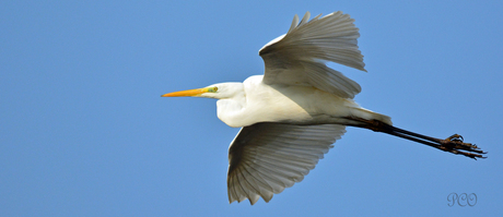 Zilver reiger