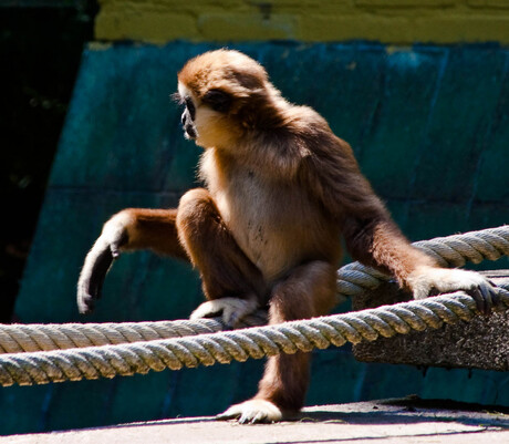 Gibbon