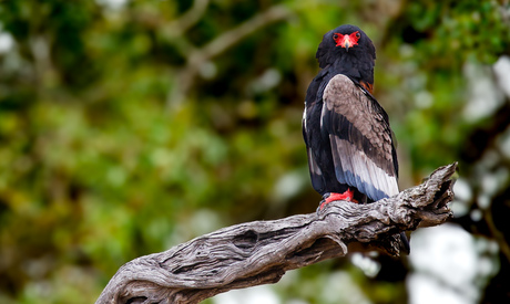 Bateleur