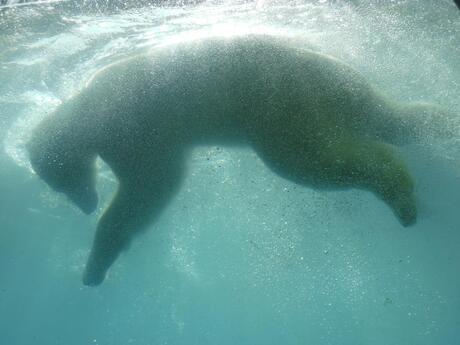 Bearly underwater!