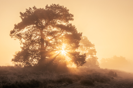 Goedemorgen 