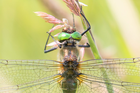 Smaragdlibel (Cordulia aenea)