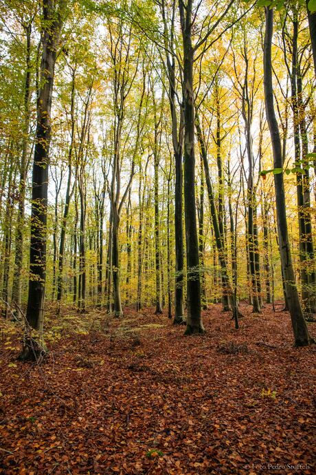 Herfstkleuren in het Waterloopbos