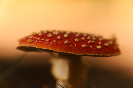 Op zoek naar paddenstoelen in het bos.