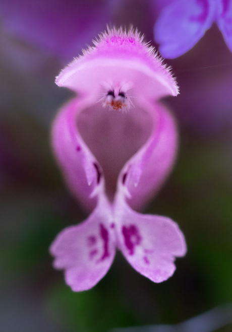Bloemetje