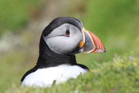 Puffin