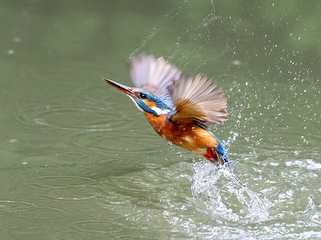 IJsvogel
