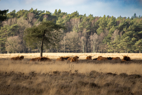 Schotse hooglanders