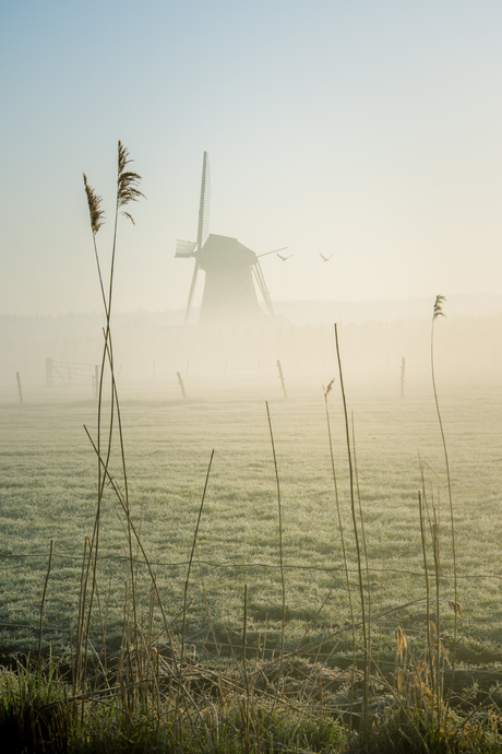 Molen in de mist