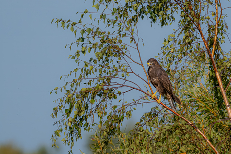 Buizerd