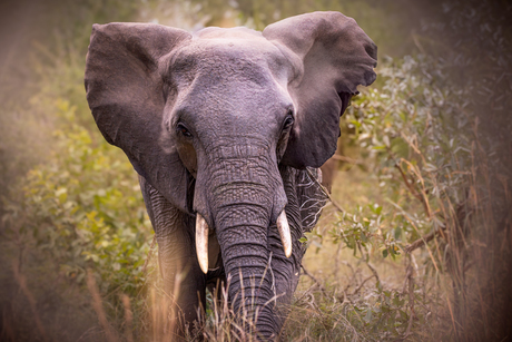 olifant