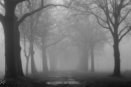 landweg in de mist