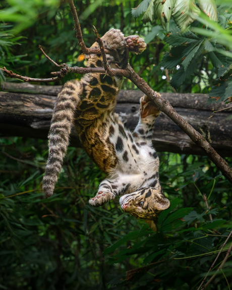 De wereld op zijn kop!