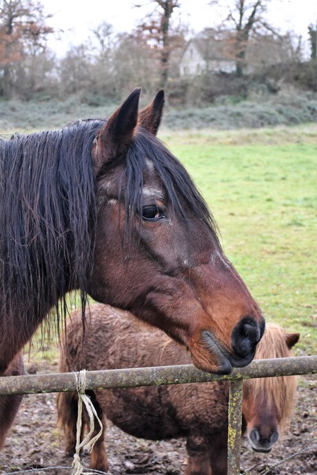 paard zij aanzicht