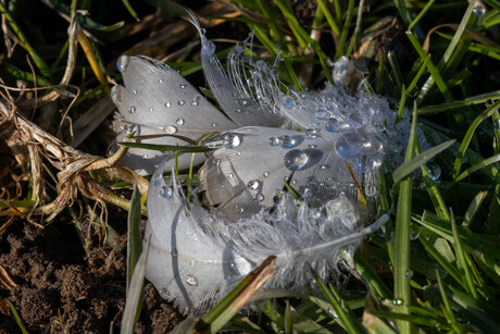 Veer met glinsteringen