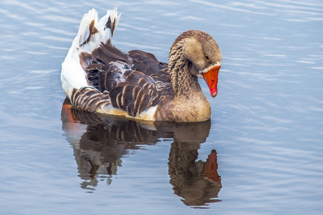 Grauwe Gans