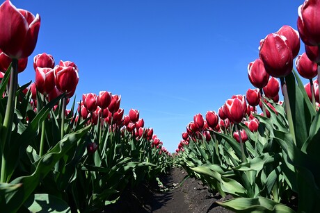 Bollenveld