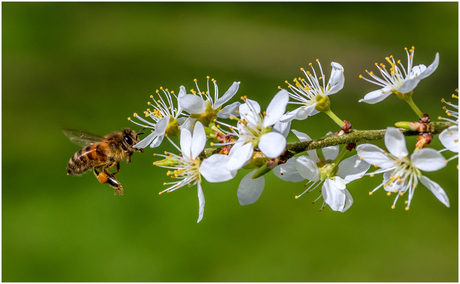 Honingbij op weg naar wat stuifmeel.