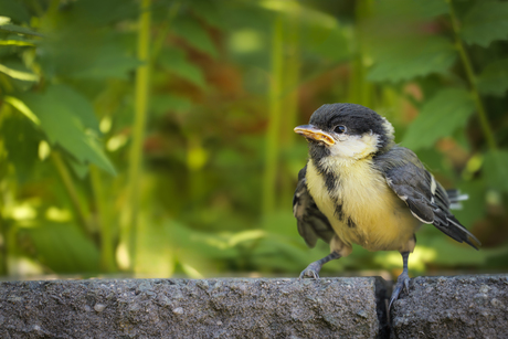 Birdy