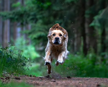 Gezellig in het bos met de hond